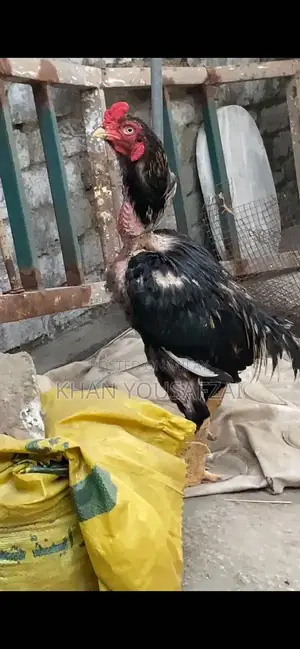 Premium Aseel Rooster - High-Quality Native Breed Chicken