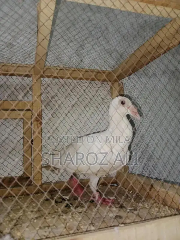 Single Nose Full and Fit Pet Accessory