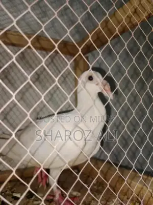 Single Nose Full and Fit Pet Accessory