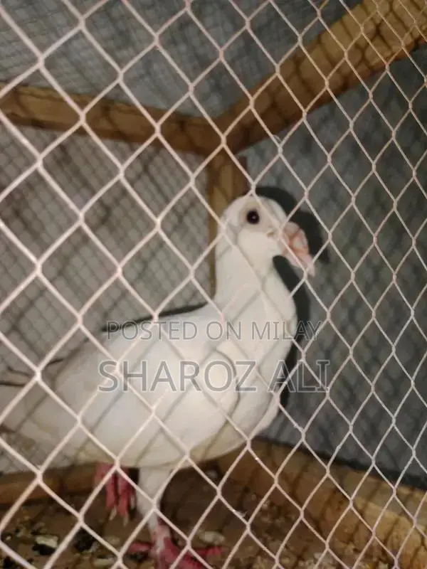 Single Nose Full and Fit Pet Accessory