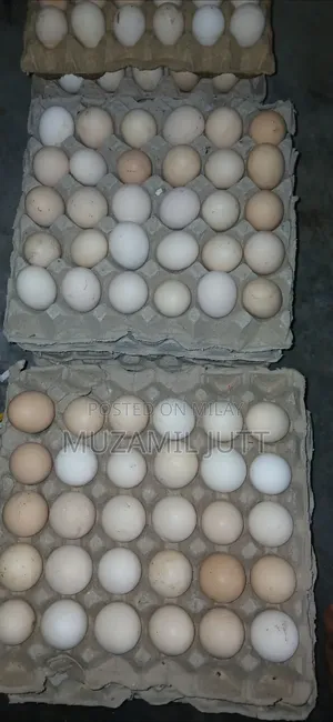 Fresh Desi Egg