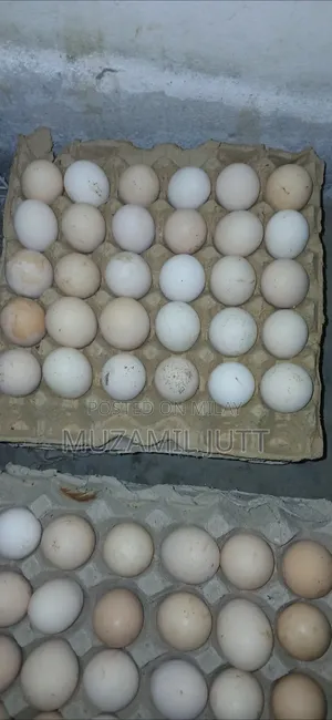 Fresh Desi Egg