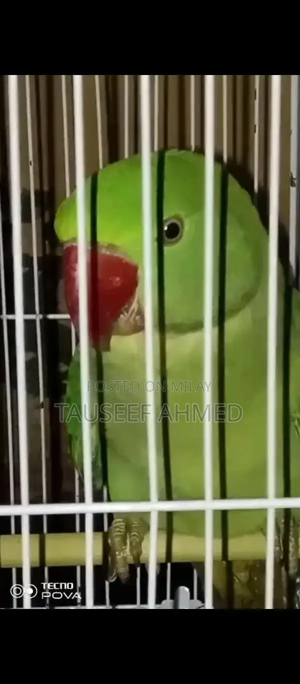 Kashmeeri Traditional Textile Raw Material