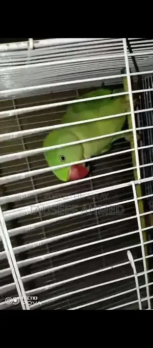 Kashmeeri Traditional Textile Raw Material