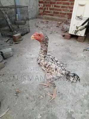 O Shamo Japanese Chicken Breed: Rare Heritage Poultry Chicks