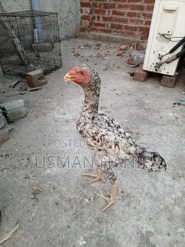 O Shamo Japanese Chicken Breed: Rare Heritage Poultry Chicks