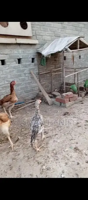 O Shamo Japanese Chicken Breed: Rare Heritage Poultry Chicks