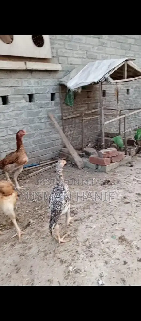 O Shamo Japanese Chicken Breed: Rare Heritage Poultry Chicks