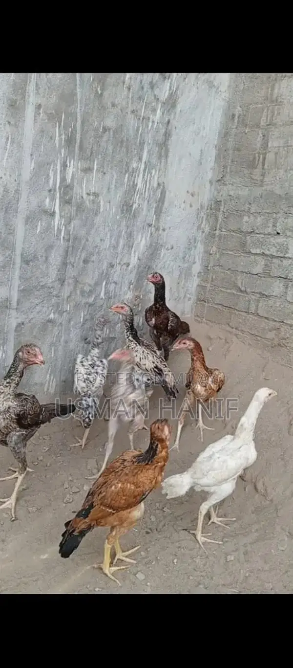 O Shamo Japanese Chicken Breed: Rare Heritage Poultry Chicks