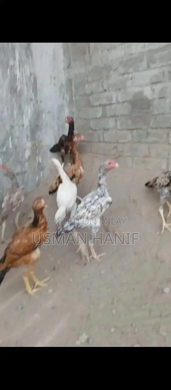 O Shamo Japanese Chicken Breed: Rare Heritage Poultry Chicks