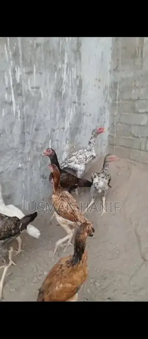 O Shamo Japanese Chicken Breed: Rare Heritage Poultry Chicks