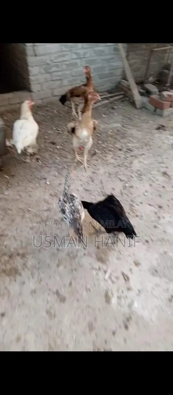 O Shamo Japanese Chicken Breed: Rare Heritage Poultry Chicks