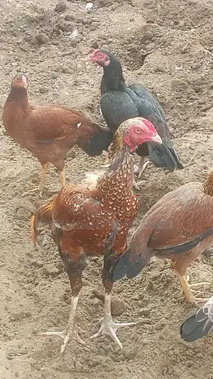 Premium Pakistani Aseel Rooster - Long Height, Old Bloodline Breed