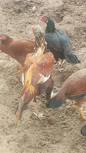Premium Pakistani Aseel Rooster - Long Height, Old Bloodline Breed