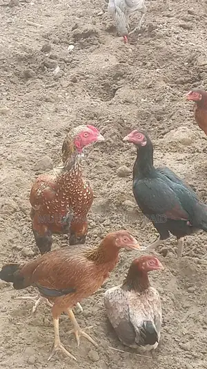 Premium Pakistani Aseel Rooster - Long Height, Old Bloodline Breed