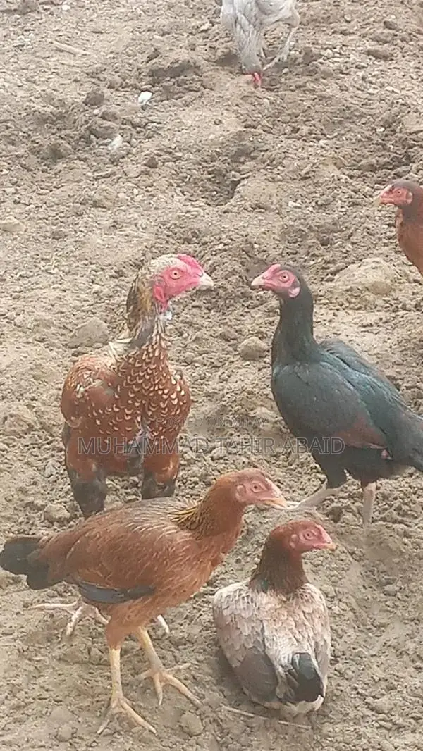 Premium Pakistani Aseel Rooster - Long Height, Old Bloodline Breed