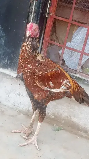 Premium Pakistani Aseel Rooster - Long Height, Old Bloodline Breed
