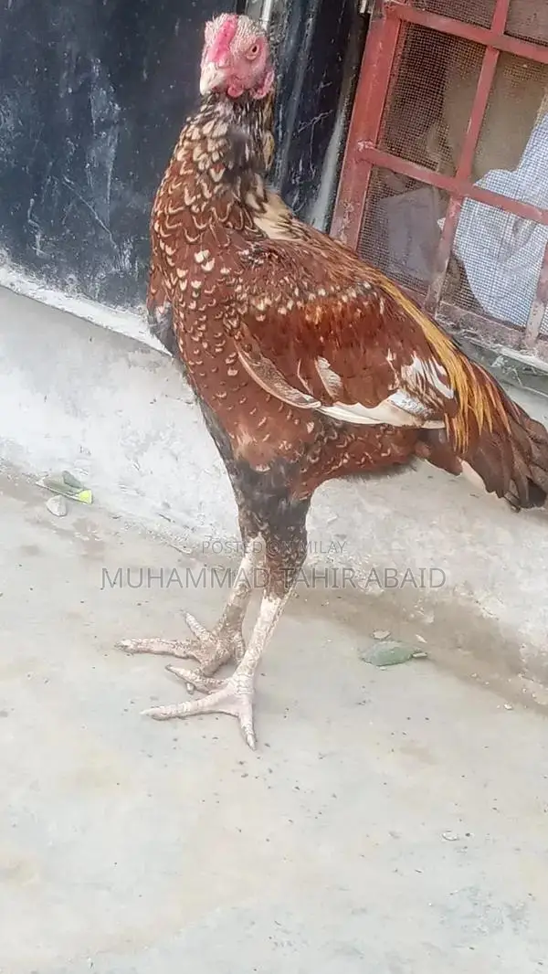 Premium Pakistani Aseel Rooster - Long Height, Old Bloodline Breed
