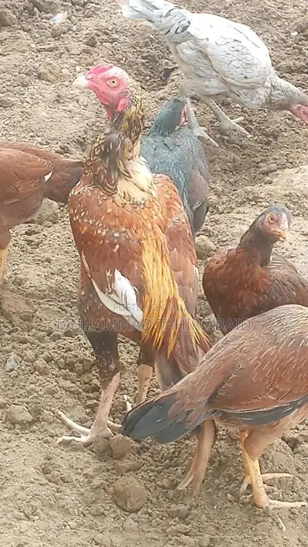 Premium Pakistani Aseel Rooster - Long Height, Old Bloodline Breed