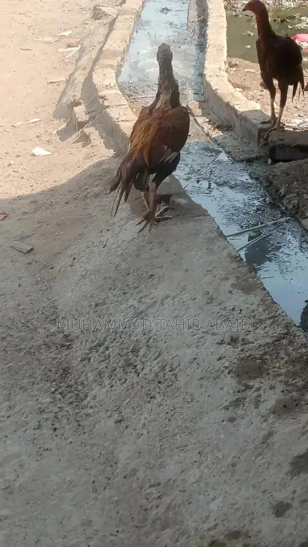Premium Pakistani Aseel Rooster - Long Height, Old Bloodline Breed