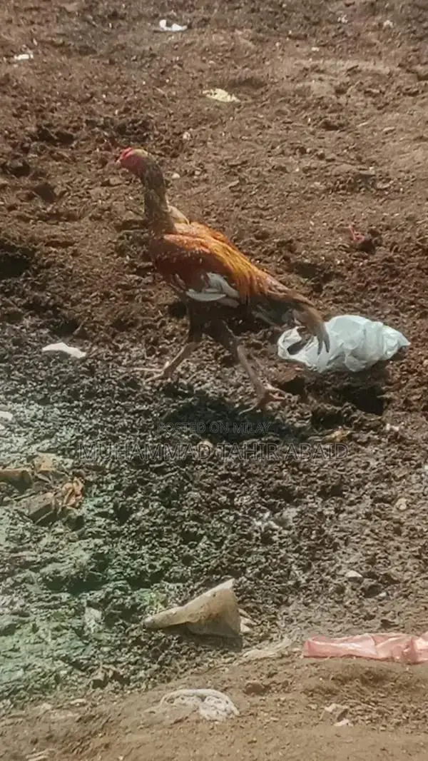 Premium Pakistani Aseel Rooster - Long Height, Old Bloodline Breed