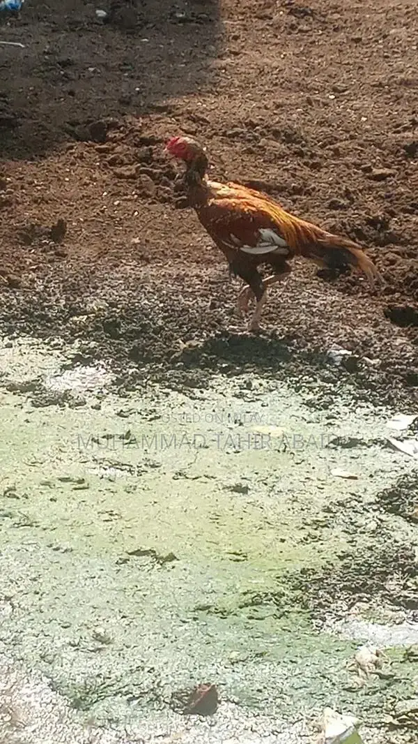 Premium Pakistani Aseel Rooster - Long Height, Old Bloodline Breed