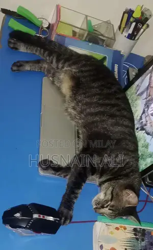 Photo - Active and Vaccinated Cats - Male and Female Available