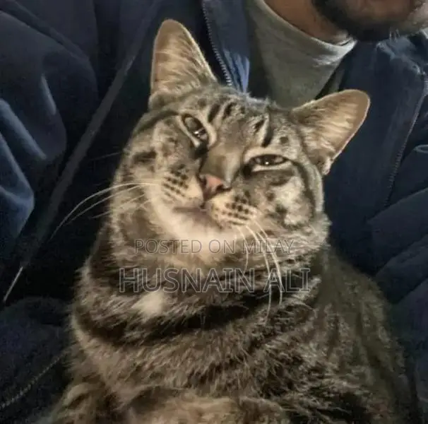 Active and Vaccinated Cats - Male and Female Available