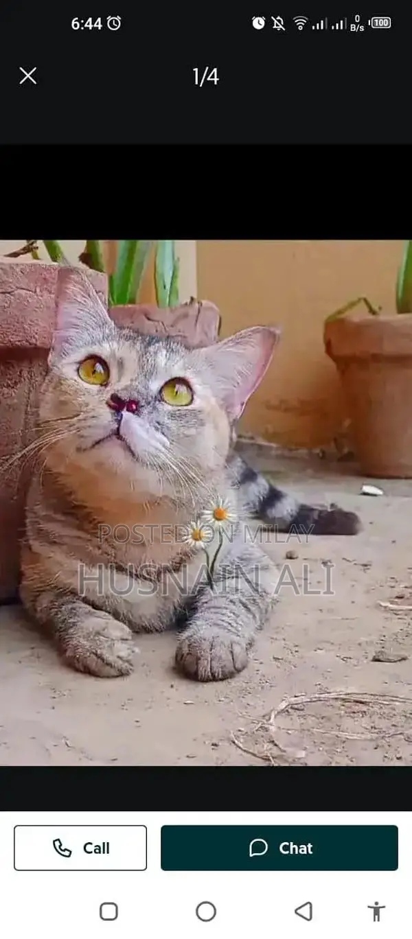 Active and Vaccinated Cats - Male and Female Available