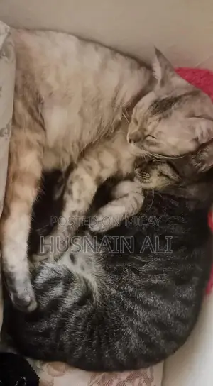 Active and Vaccinated Cats - Male and Female Available