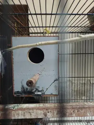 Photo - Blue and Red Fisher Lovebird Pair with Spacious Cage