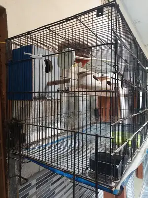 Blue and Red Fisher Lovebird Pair with Spacious Cage