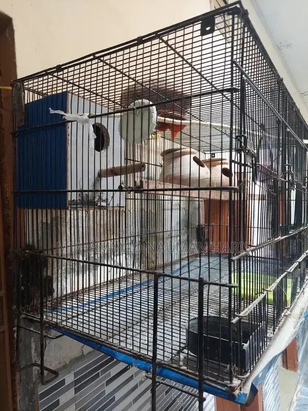 Blue and Red Fisher Lovebird Pair with Spacious Cage
