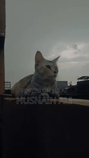 Active and Vaccinated Cats - Male and Female Available