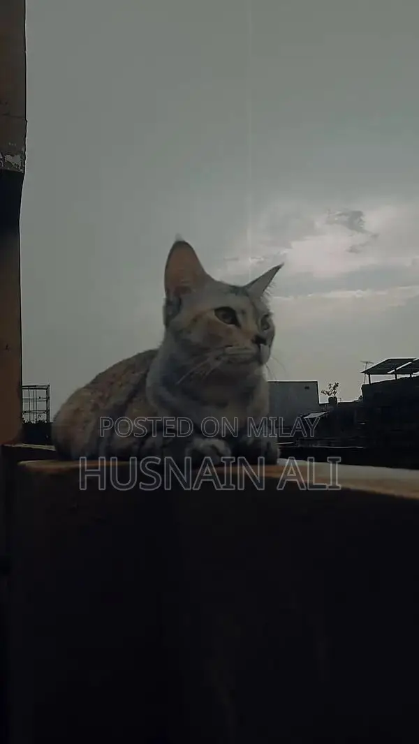 Active and Vaccinated Cats - Male and Female Available