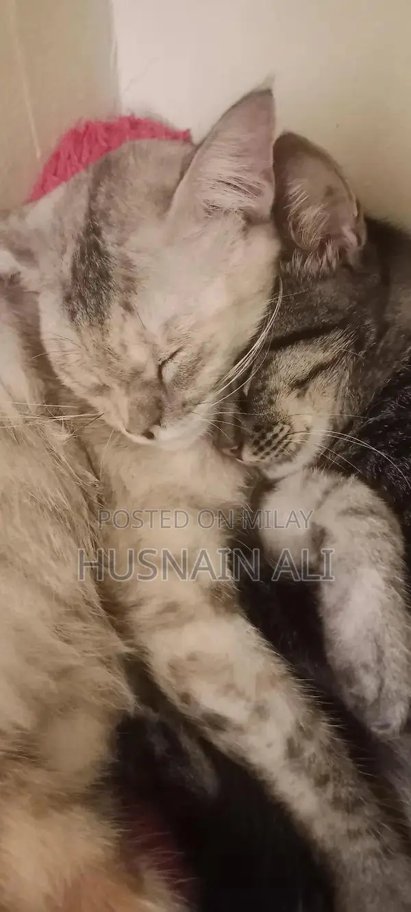 Active and Vaccinated Cats - Male and Female Available