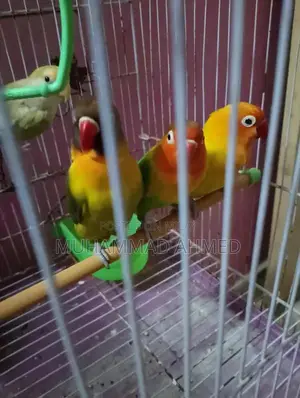 Photo - Fisher Lotino Love Bird with New Cage - Pet Bird