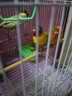 Fisher Lotino Love Bird with New Cage - Pet Bird