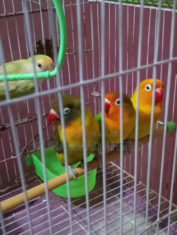 Fisher Lotino Love Bird with New Cage - Pet Bird