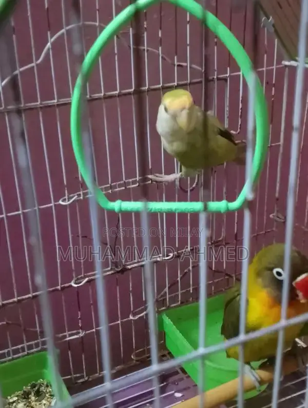 Fisher Lotino Love Bird with New Cage - Pet Bird