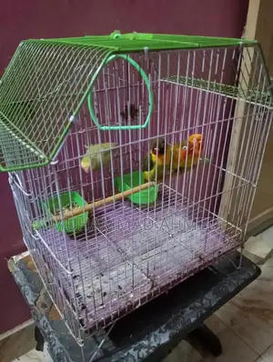 Fisher Lotino Love Bird with New Cage - Pet Bird