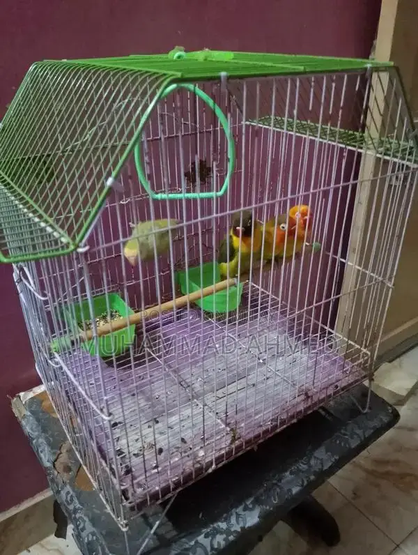 Fisher Lotino Love Bird with New Cage - Pet Bird