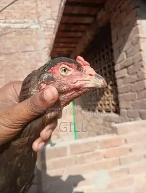 Pure Bred Lasani Madi Chicken Hen - Premium Poultry Bloodline