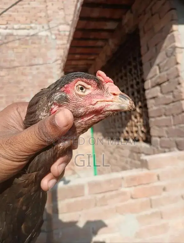 Pure Bred Lasani Madi Chicken Hen - Premium Poultry Bloodline