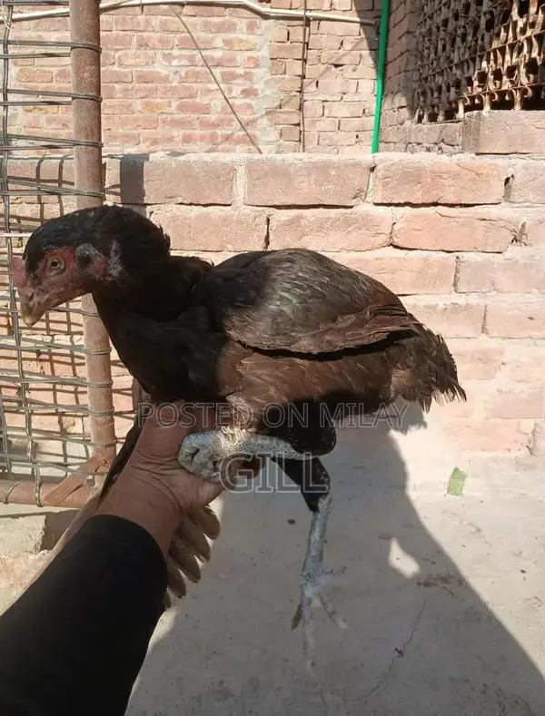 Pure Bred Lasani Madi Chicken Hen - Premium Poultry Bloodline