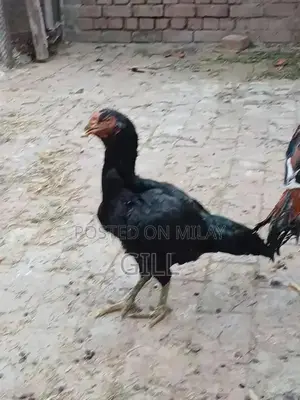 Pure Bred Lasani Madi Chicken Hen - Premium Poultry Bloodline