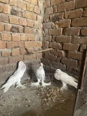 Premium Quality Pemorian Rodent Breeding Pair