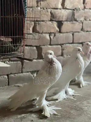 Premium Quality Pemorian Rodent Breeding Pair