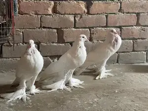 Premium Quality Pemorian Rodent Breeding Pair