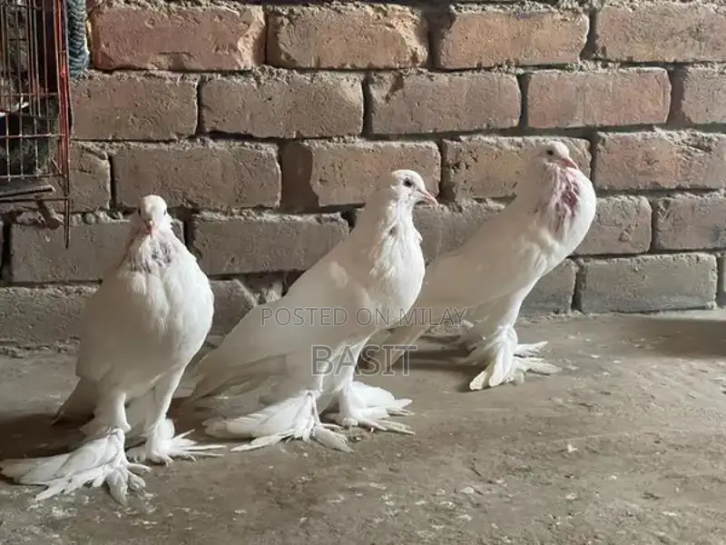 Premium Quality Pemorian Rodent Breeding Pair